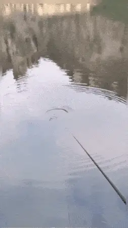 High Sensitivity Intelligent Auto Fishing Float - Image 8